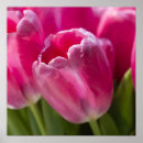 Recherche de tulipe rose posters Bouquet