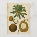 Recherche de coconut cartes postales Rétro