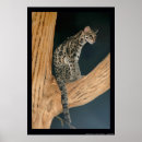 Recherche de felix le chat posters Félin