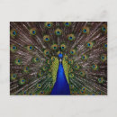 Search for peacocks postcards Wildlife