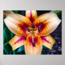 Recherche de lis fleur posters Bouquet