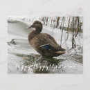 Search for dropping postcards Bird