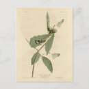 Search for birds of america postcards Illustration
