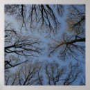 Recherche de arbre nu posters Ciel
