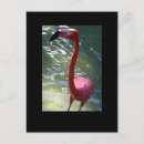 Search for flamingo picture postcards Bird