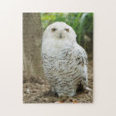 Search for birds of prey puzzles Owl