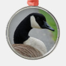 Search for canadian goose ornaments Canada