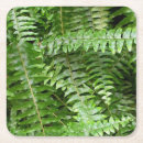 Search for green fern coasters Garden