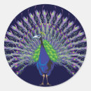 Search for peacock feather stickers Plumage