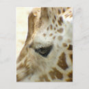 Search for eyelash postcards Black