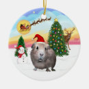 Recherche de cailloux ornements Cobaye