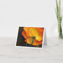 Search for poppy note cards Colourful