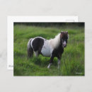 Search for shetland ponies postcards Pony
