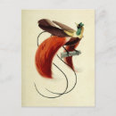 Recherche de oiseaux vintages cartes postales Nature