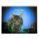 Search for funny cat meme office supplies Kitty