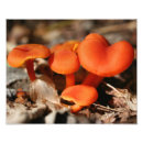 Search for 10x8 posters Nature
