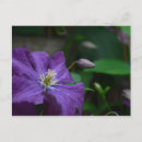 Recherche de clematis cartes postales Photographe