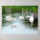 Recherche de petits oiseaux posters Photographie de nature