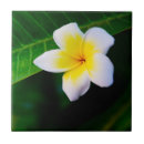Search for frangipani tiles White
