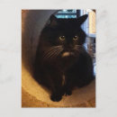 Recherche de merlin cartes postales Chat