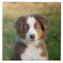 Recherche de races de chien carreaux Chiot