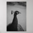 Recherche de bird nature posters Peacock