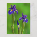 Search for purple iris stamp postcards Nobody