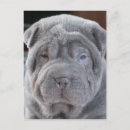 Search for cuddly vertical postcards Baby