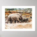 Search for indian elephant posters Elephants