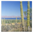 Search for baja tiles Landscape