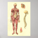 Search for female anatomy posters Medical