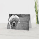 Recherche de alpaca vœux cartes Cheveux