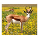 Search for antelope africa posters Horns