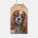 Recherche de chienchiens cadeau emballages Canin