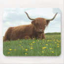 Search for scottish mousepads Cow