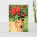 Search for thinking of you rose cards Cute