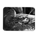 Recherche de noir observé magnets Oiseau