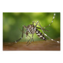 Recherche de moustique posters Animal