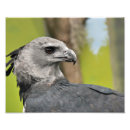 Search for regal posters Bird