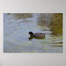 Search for wildlife posters Pond
