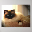 Search for ragdoll posters Kitty