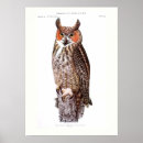Search for vintage owl illustration art Great