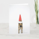 Recherche de appareil photo instantané cartes postales Animaux
