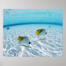 Recherche de underwater posters Sea