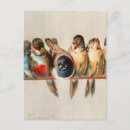 Recherche de colombe mignonne cartes postales Oiseaux