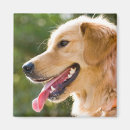 Search for profiling magnets Dog