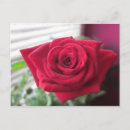 Recherche de klein posters Rose