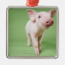 Search for piglet ornaments Baby animals