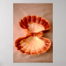 Recherche de mollusque posters Océan