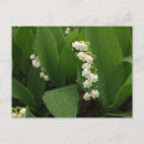 Recherche de muguet cartes postales Lis